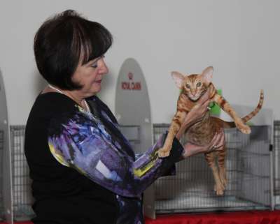 Выставка кошек 'Осенний Кэт-Салон' 30 ноября-1 декабря 2013., монопородные шоу 4125